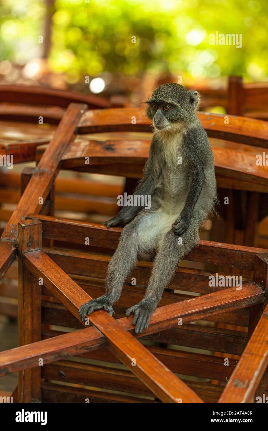 Ein Sykes-Affe sitzt in einem Restaurant im Freien in Ukunda (Kenia) Stockfoto