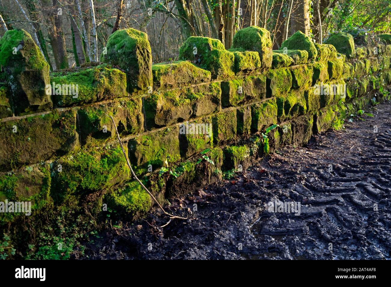 Eine moosverkleidete Wand in der Landschaft von Sussex Stockfoto