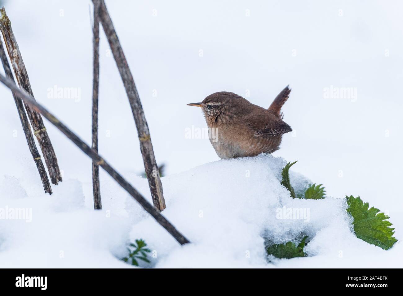 Wren im Schnee Stockfoto