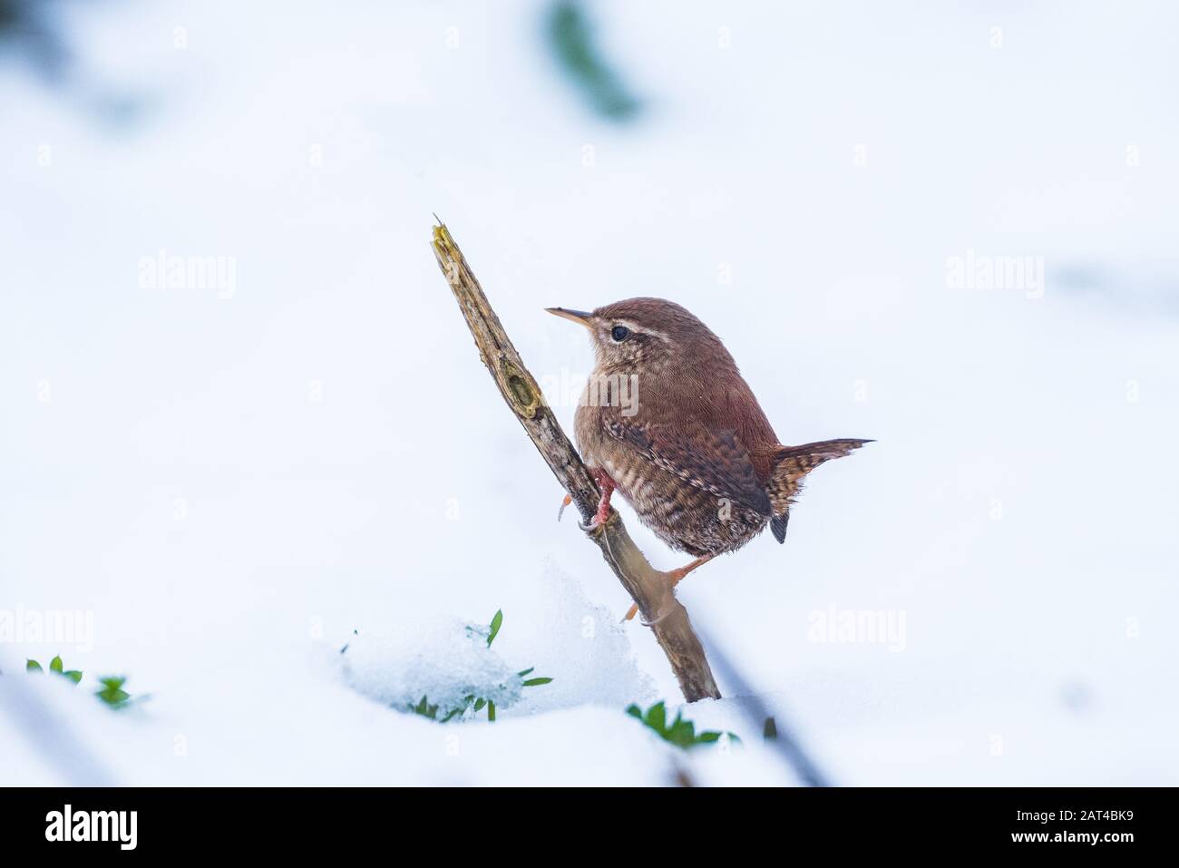 Wren im Schnee Stockfoto