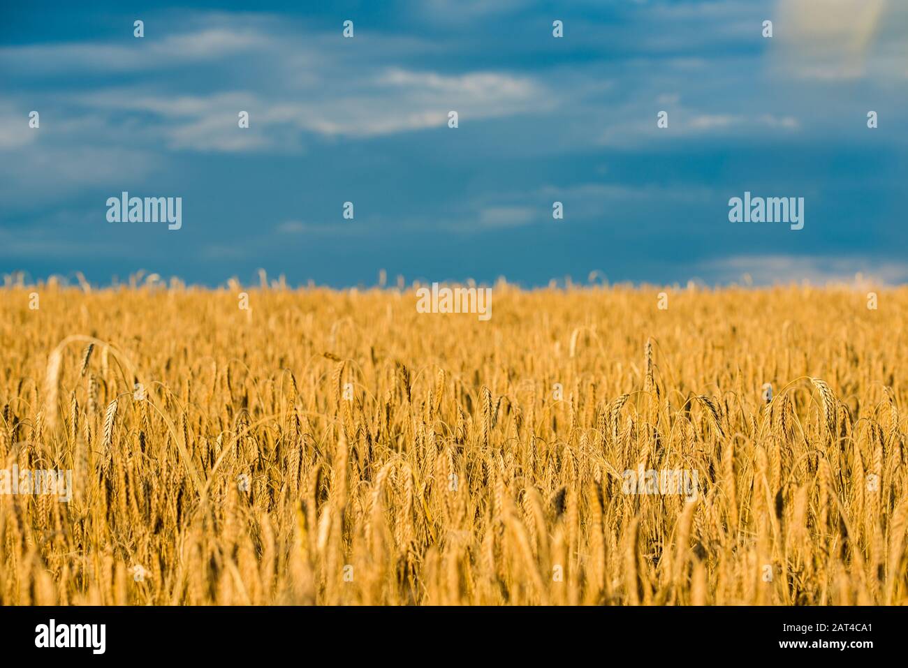 Weizenfeld in der Nähe von Romny, Ukraine Stockfoto