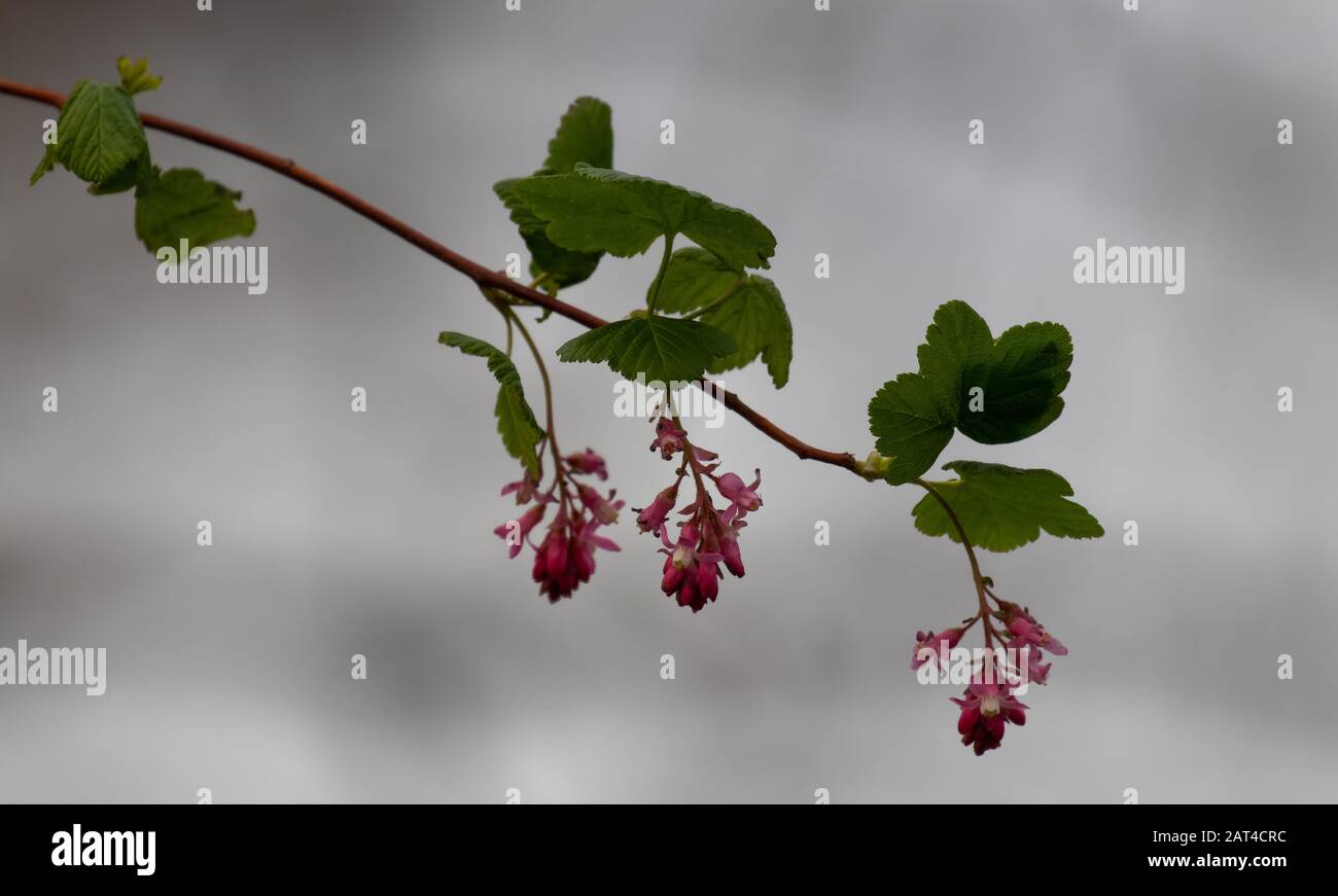 Ein blühender Currantenzweig und leuchtende rosafarbene Blumen mit weichem, grauem Hintergrund Stockfoto