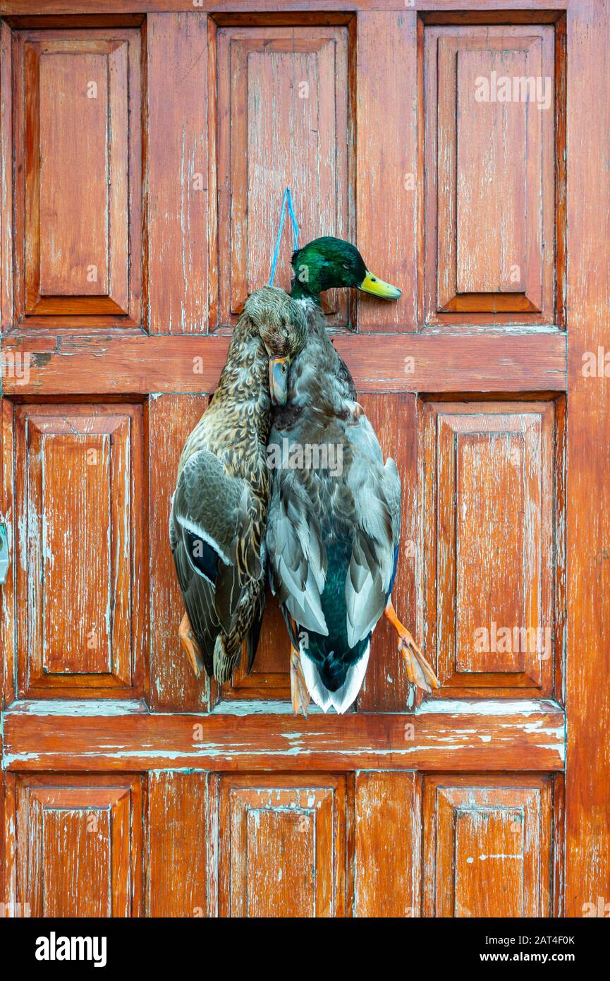 Zwei Mallard-Enten (Anas platyrhynchos), eine Ente und ein drake, die nach einem Entenschießen an einer Tür hängen Stockfoto