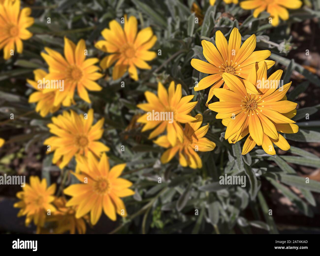 Gazania "Bicton Orange", PWales, Großbritannien Stockfoto