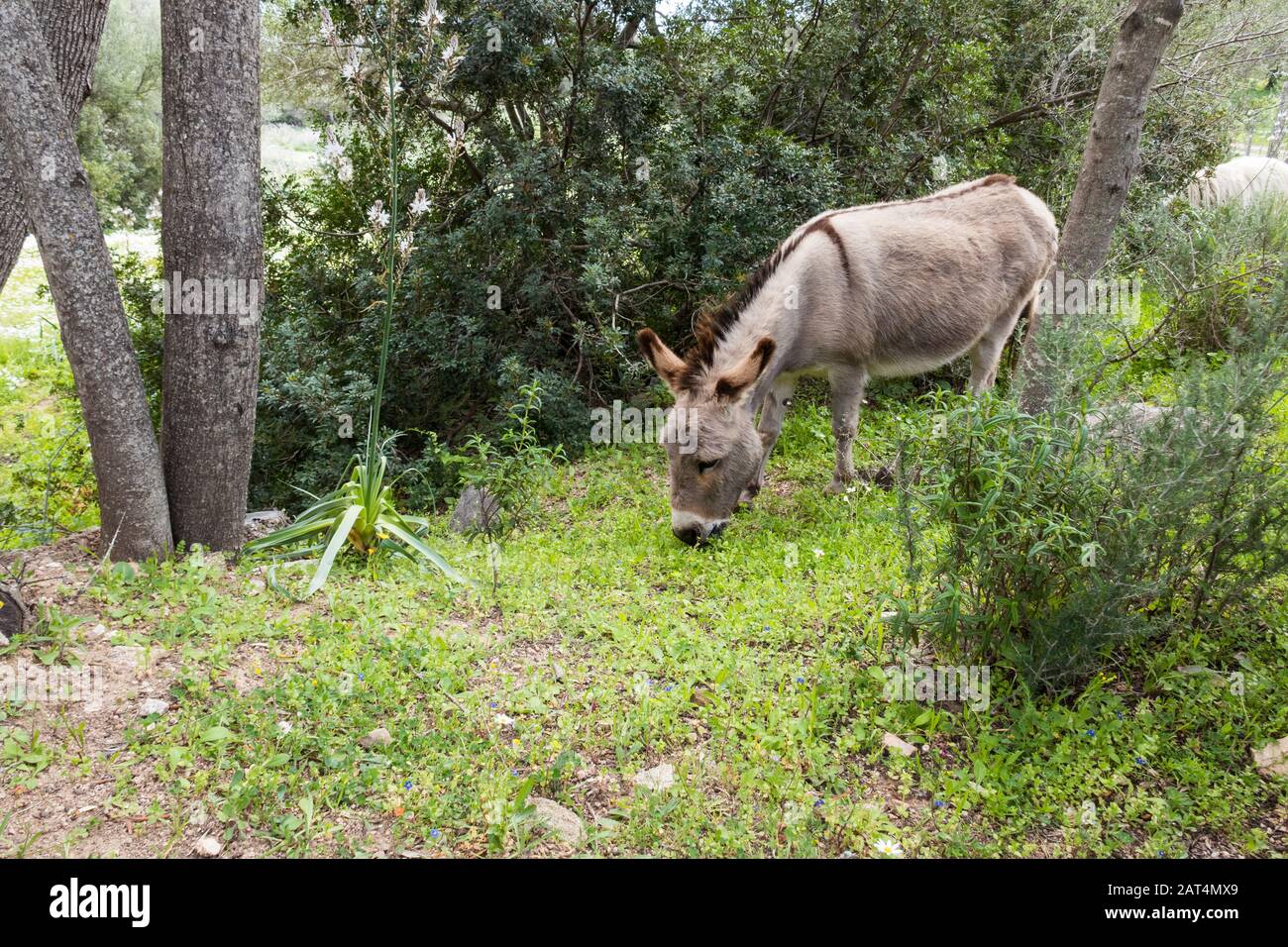 Ein Porträt eines Esels auf Sardinien in freier Wildbahn zwischen Bäumen und anderer Natur Stockfoto