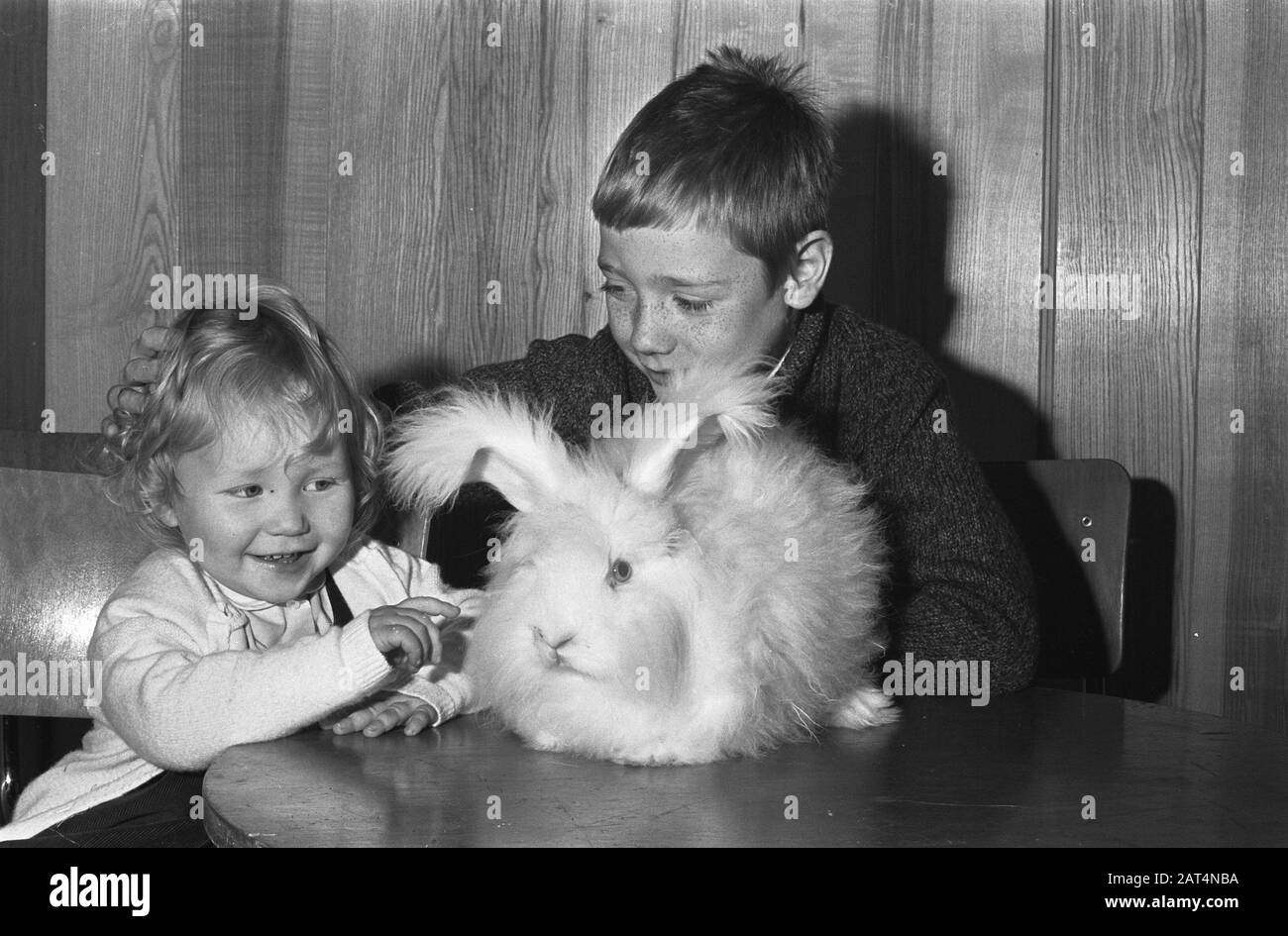 Savoa 1966, in Apollohal Amsterdam Zeigen Junge Teilnehmer ein Kaninchendatum: 16. November 1966 Standort: Amsterdam, Noord-Holland Schlüsselwörter: Messen, Tiere, Kaninchen Institutionenname: Apollohal, Savoa Stockfoto