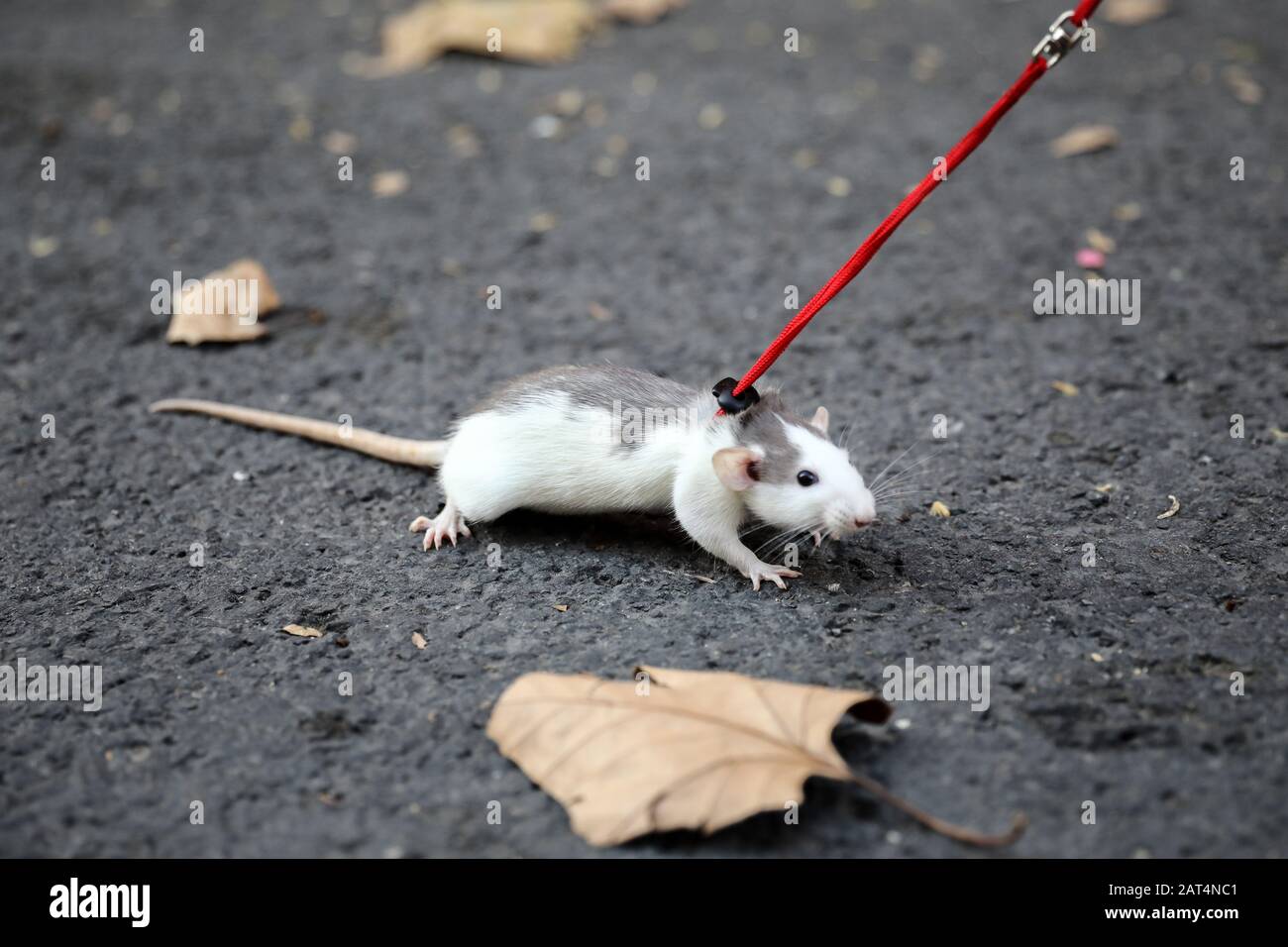 Hausratte oder ausgefallene Ratte. Stockfoto