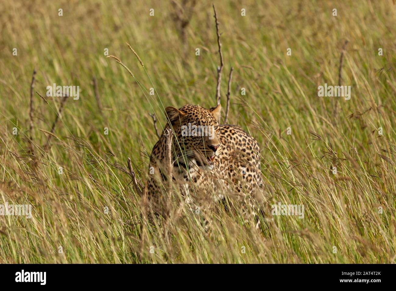 Leopard im Gras der Savanne Stockfoto