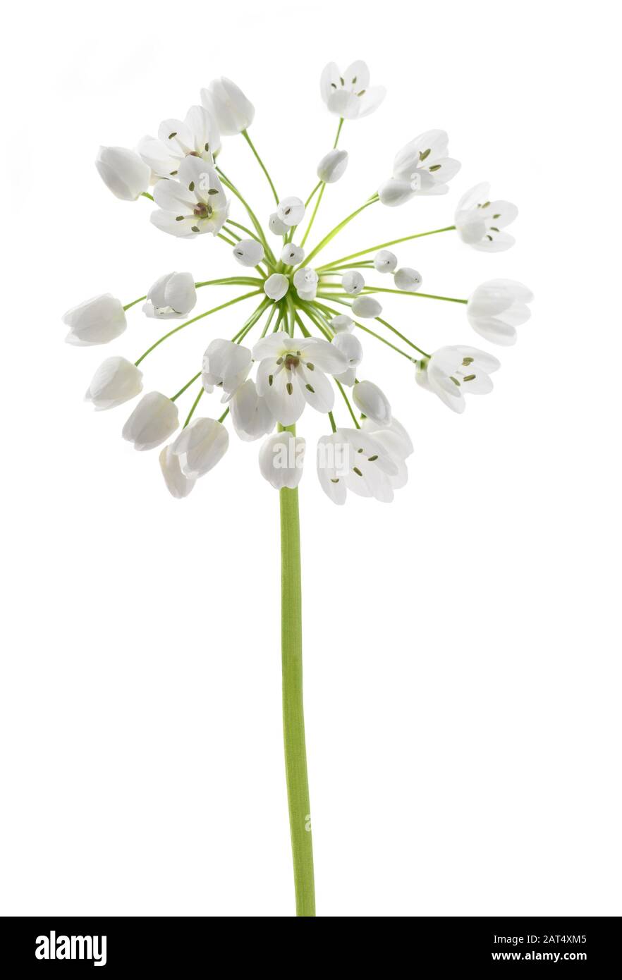 Bärlauch Blüten isoliert auf weißem Hintergrund Stockfoto