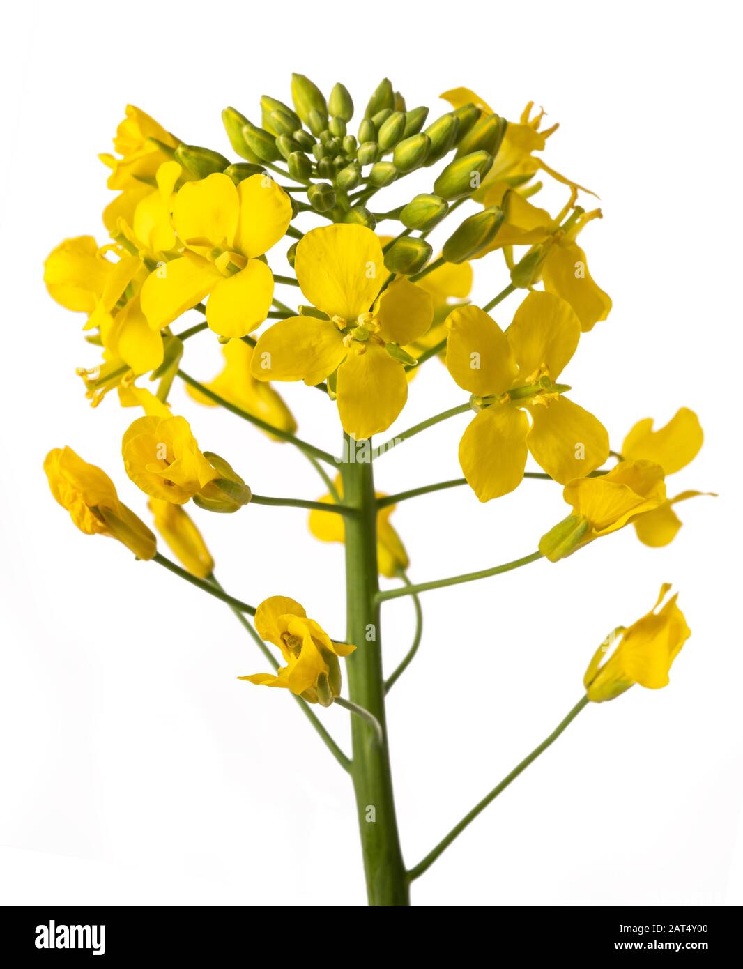 Gelbe Wallflowers isoliert auf weißem Hintergrund Stockfoto