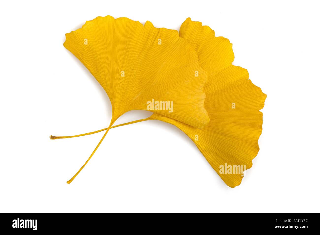 Ginkgo getrocknete Blätter isoliert auf weiß Stockfoto