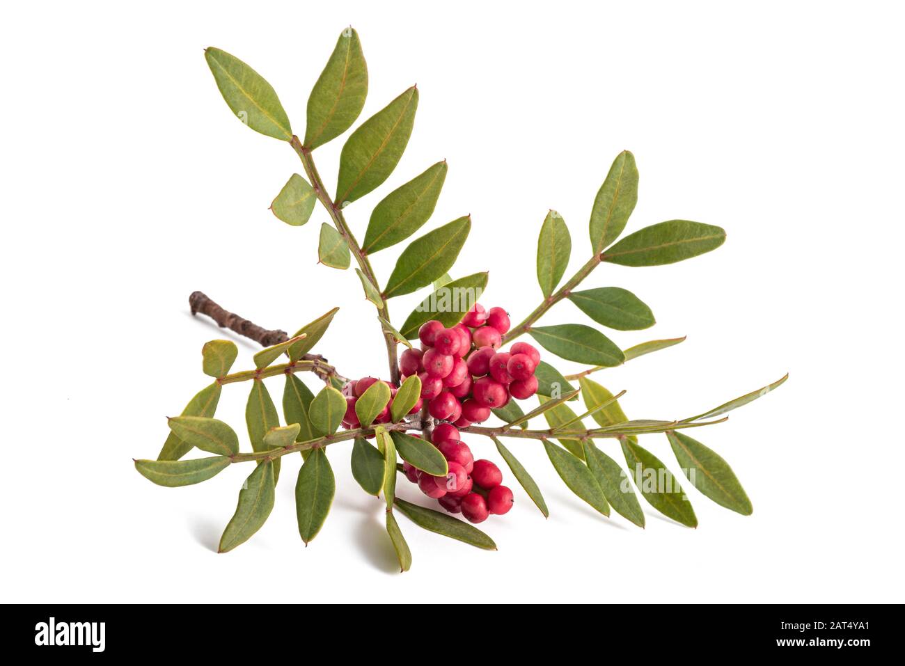 Mastixstrauch mit roten Beeren - Pistacia Mastixsträuchern isoliert auf weißem Hintergrund Stockfoto