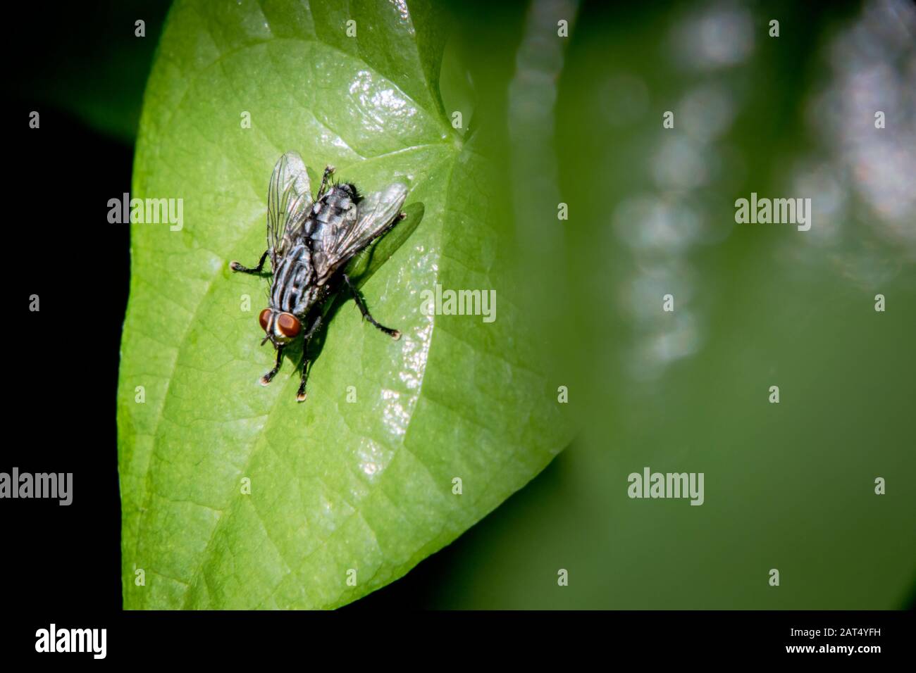 Eine Hausfliege ruht in einem Flecken Sonnenlicht auf einem Waldblatt. Stockfoto