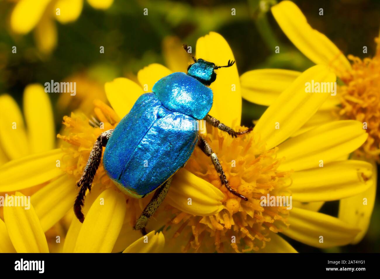 Das schillernde Blau des Skarabäfers (Hoplia coerulea) schimmert im Gegensatz zum Gelb der Ragwort-Blumen, über die er spazieren geht. Stockfoto