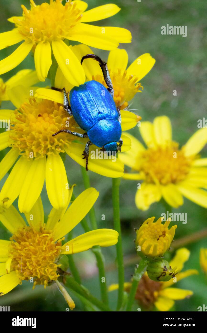 Das schillernde Blau des Skarabäfers (Hoplia coerulea) schimmert im Gegensatz zum Gelb der Ragwort-Blumen, über die er spazieren geht. Stockfoto