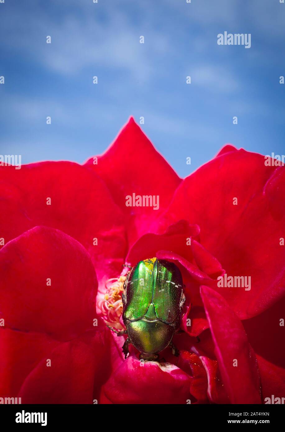 Ein grüner Rosenkäfer (Cetonia aurata) auf einer roten, Gartenrose. Rosenkeuler leben von Rosen und die Erwachsenen essen Blumen und Pollen. Stockfoto