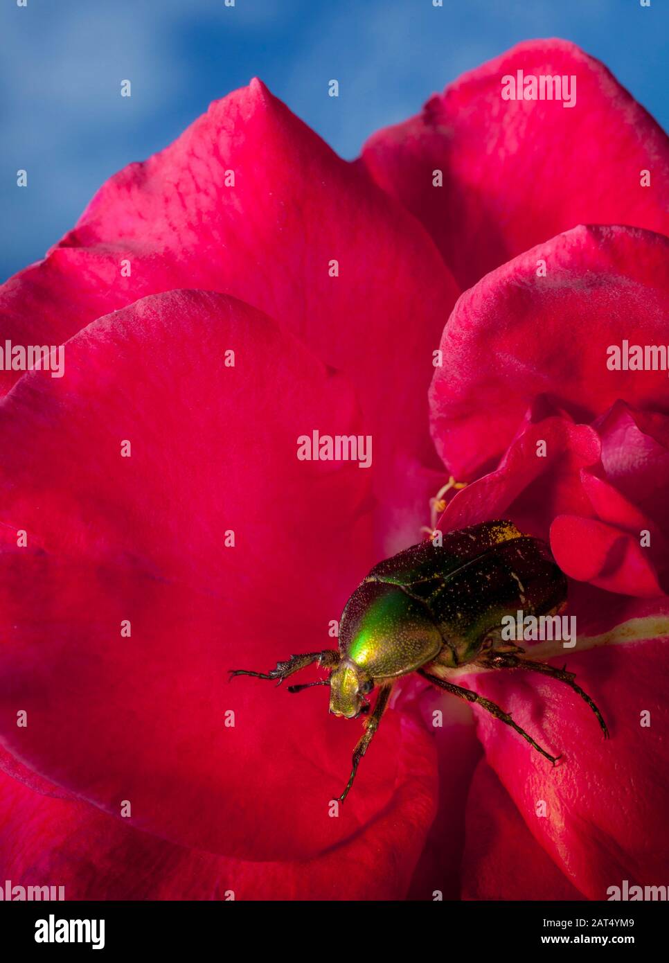 Ein grüner Rosenkäfer (Cetonia aurata) auf einer roten, Gartenrose. Rosenkeuler leben von Rosen und die Erwachsenen essen Blumen und Pollen. Stockfoto