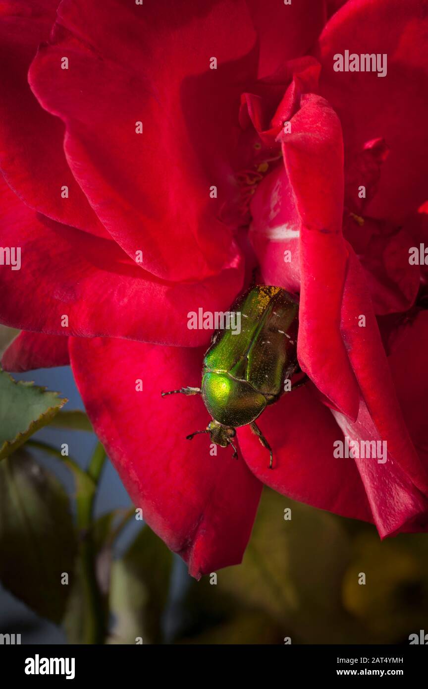 Ein grüner Rosenkäfer (Cetonia aurata) auf einer roten, Gartenrose. Rosenkeuler leben von Rosen und die Erwachsenen essen Blumen und Pollen. Stockfoto