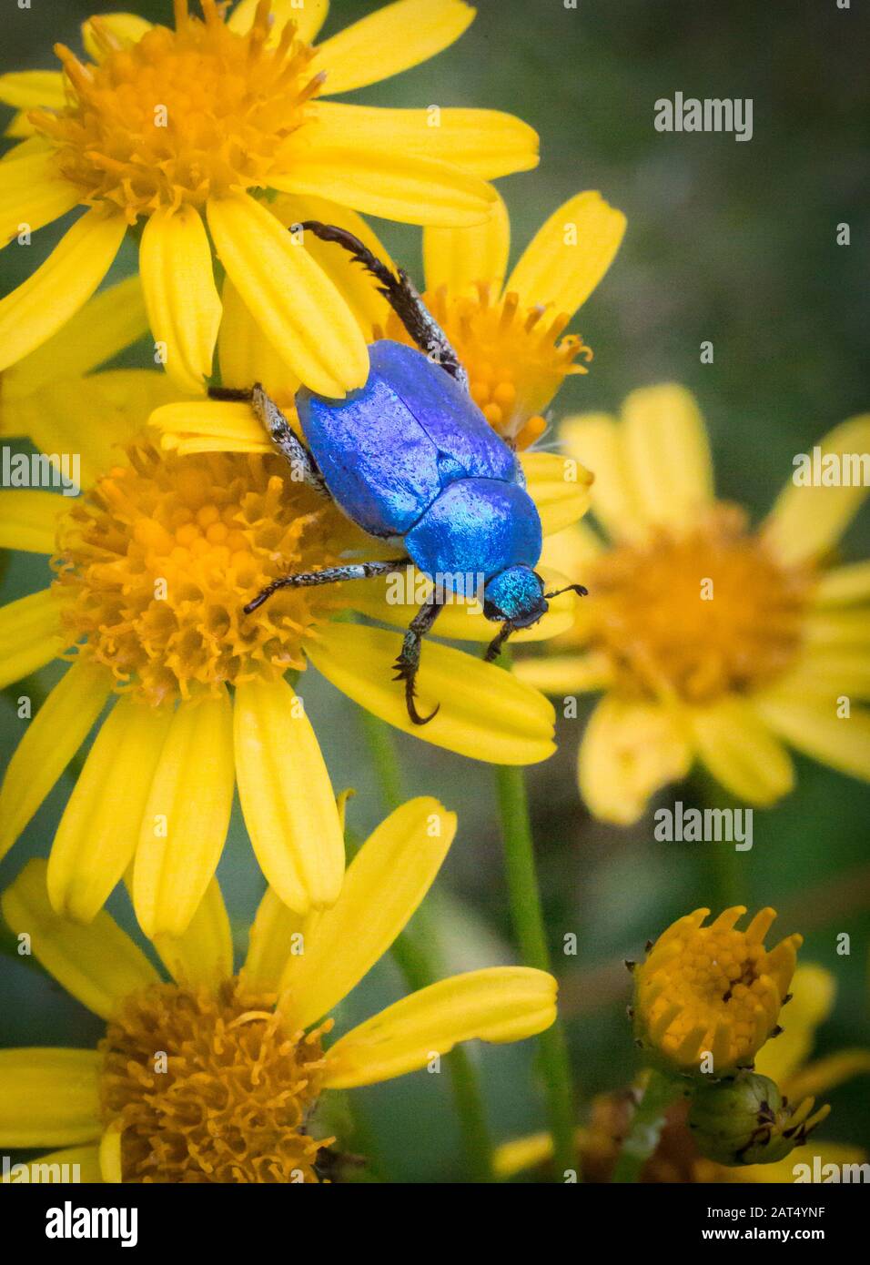 Das schillernde Blau des Skarabäfers (Hoplia coerulea) schimmert im Gegensatz zum Gelb der Ragwort-Blumen, über die er spazieren geht. Stockfoto