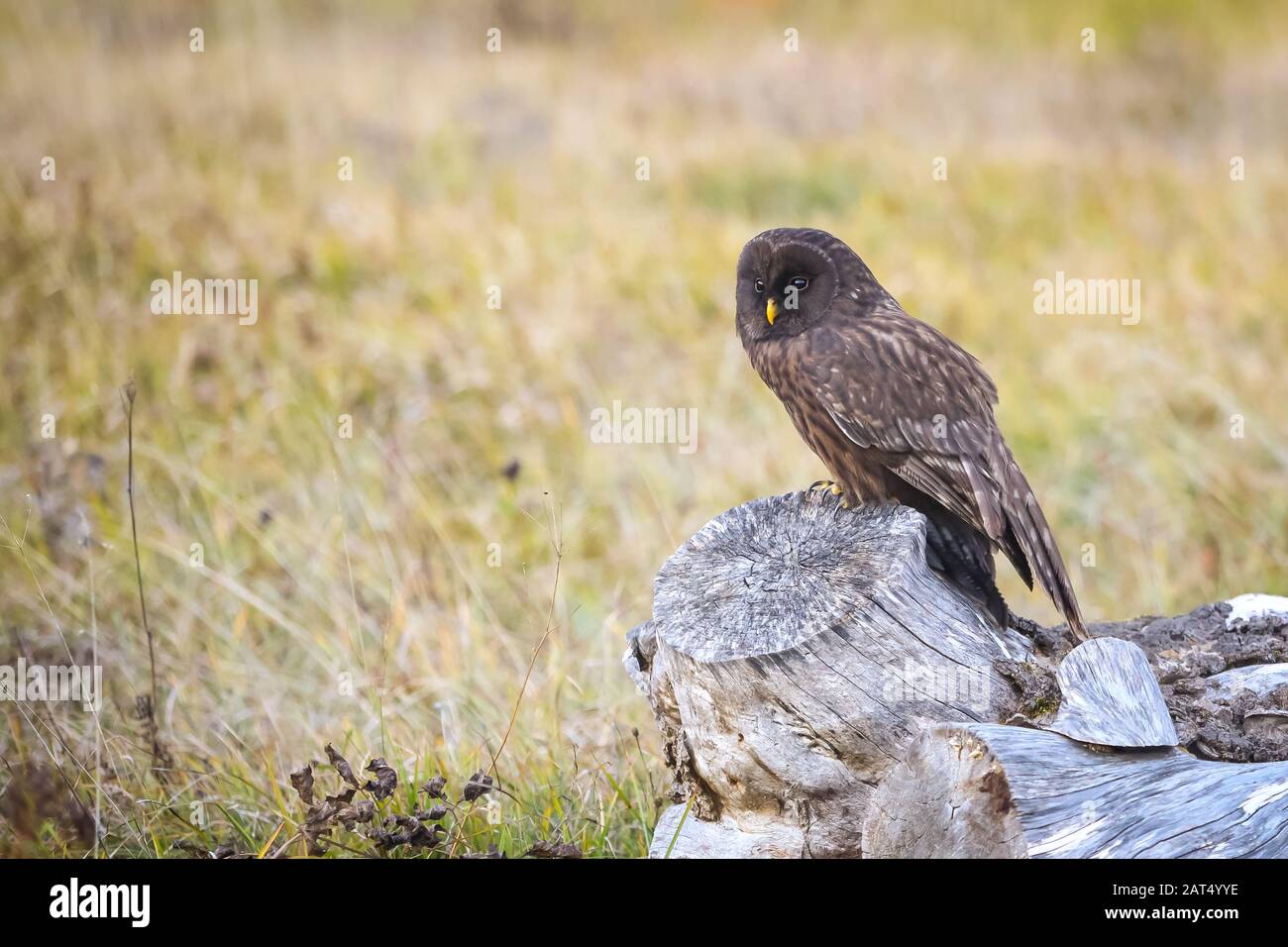 Melanistic Ural Owl, Strix uralensis macroura steht auf getrocknetem Holz in Gorski Kotar, Kroatien. Stockfoto
