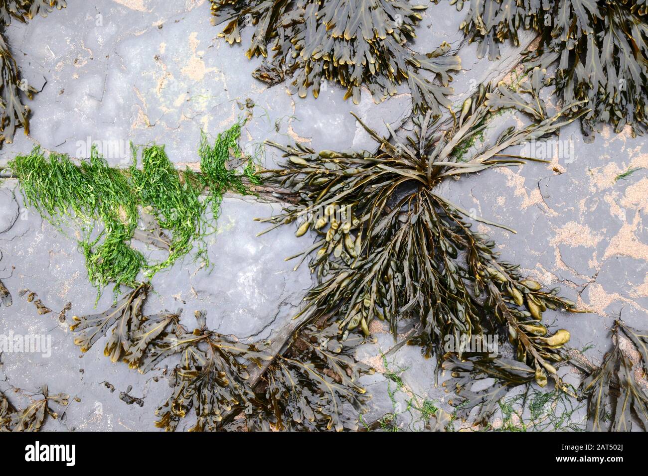 Blase Rack Seaweed (Fucus vesiculosus) wächst in Klinten aus Kalksteinpflaster auf Vorland am Lavernock Point, South Glamorgan, Wales, Großbritannien Stockfoto