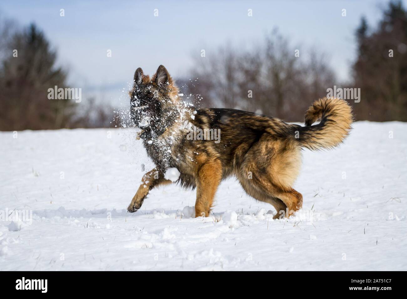 Junge langhaarige Schäferhund (Elsässischer Hund) fangen einen Schneeball an einem sonnigen Wintertag Stockfoto