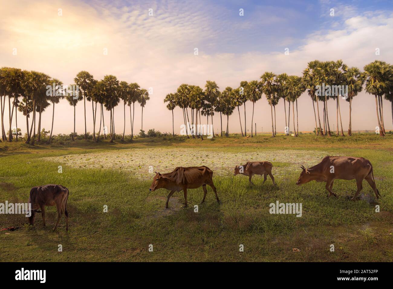 Blick auf die ländliche Landschaft in Indien bei Sonnenaufgang mit Blick auf Kühe, die in einem Dorf in Bolpur, Westbengalen, Indien, grasen Stockfoto