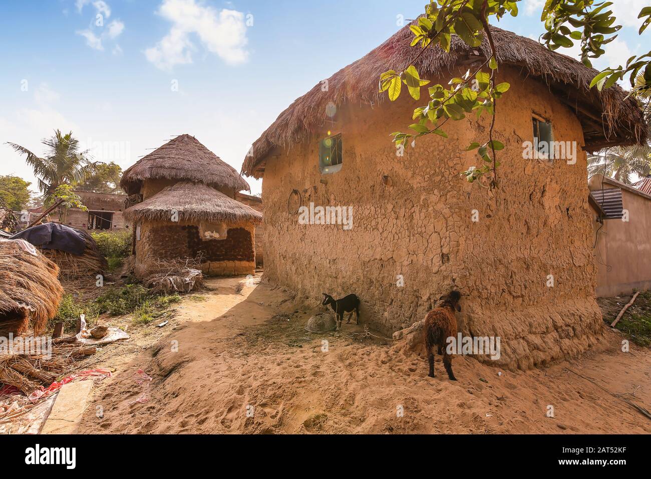 Ländliches indisches Dorf in Bolpur Westbengalen mit Blick auf Schlammhütte und unbefestigte Dorfstraße mit Haustieren am Straßenrand Stockfoto
