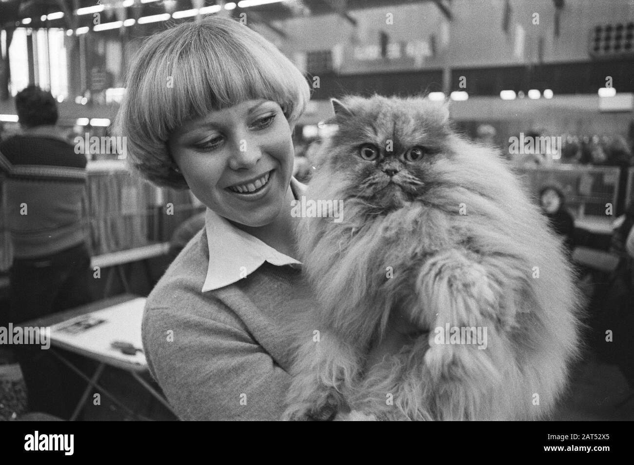Kat-Expo in Ahoy in Rotterdam; eines der teilnehmenden Katzen Datum: 17. Dezember 1977 Standort: Rotterdam, Süd-Holland Schlüsselwörter: Cats Institution Name: Ahoy Stockfoto