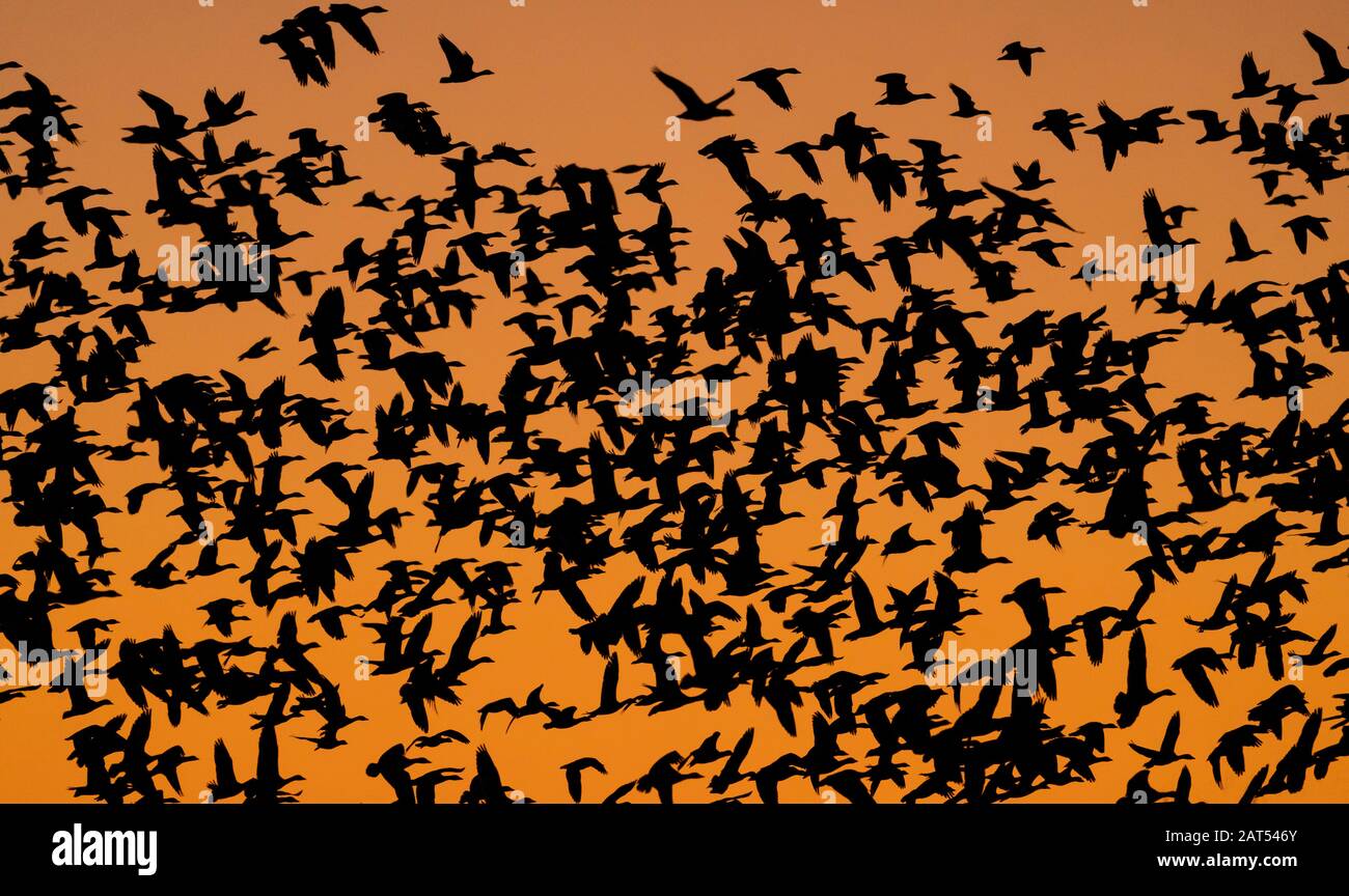 Schneegänse (Chen caerulenscens) heben vom Teich im Bosque del Apache National Wildlife Refuge in New Mexico ab. Stockfoto