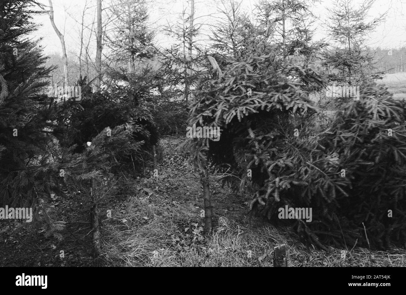 Weihnachtsbaum auf Anwesen Pijnenburg Datum: 11. Dezember 1961 Stichwörter: Weihnachtsbäume, Anwesen Stockfoto