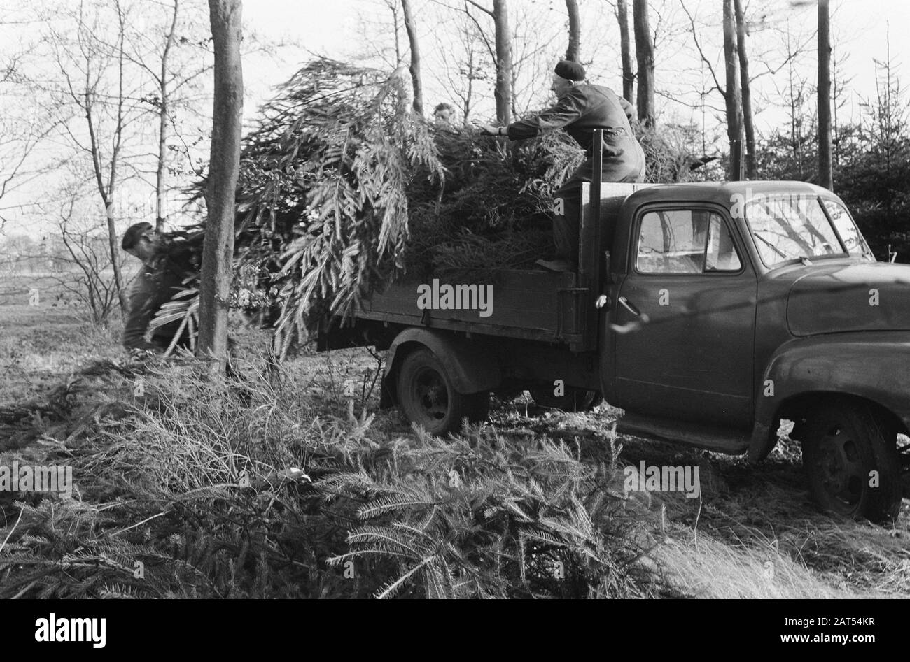Weihnachtsbaum auf dem Anwesen Pijnenburg gefällt. Aufladen auf Lastwagen von Weihnachtsbäumen Datum: 11. Dezember 1961 Stichwörter: WEIHNACHTSBÄUME, Anwesen, Lastwagen Stockfoto