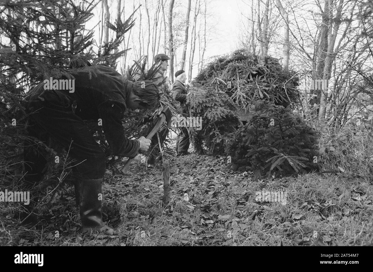 Weihnachtsbaum auf dem Anwesen Pijnenburg gefällt. Männer, die Bäume Fällen Datum: 11. Dezember 1961 Stichwörter: Männer, Weihnachtsbäume, Anwesen Stockfoto