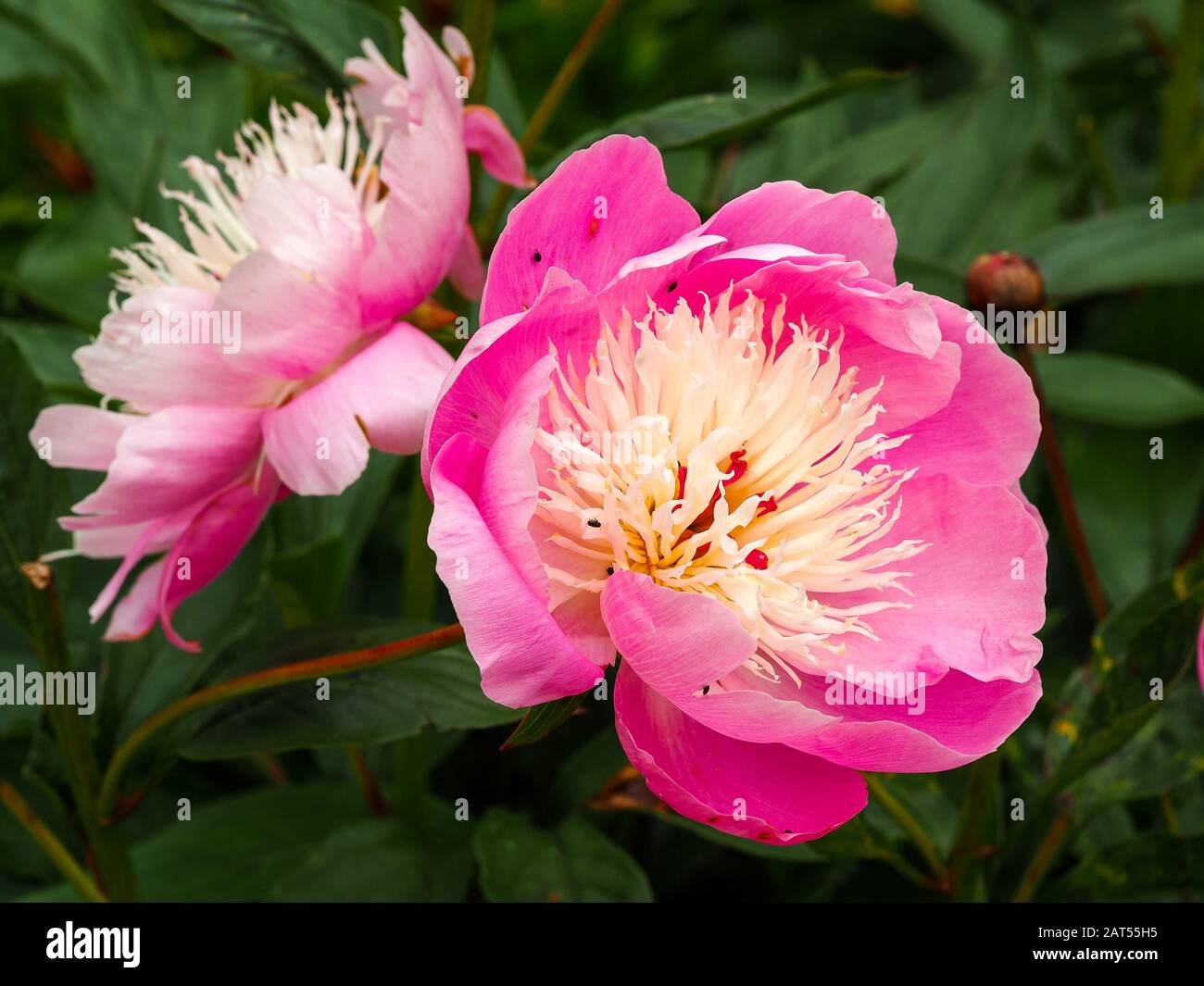 In einem Sommergarten können Sie schöne pinkfarbene Pfirschenblüten, Paeonia Lactiflora Bowl of Beauty, bewundern Stockfoto