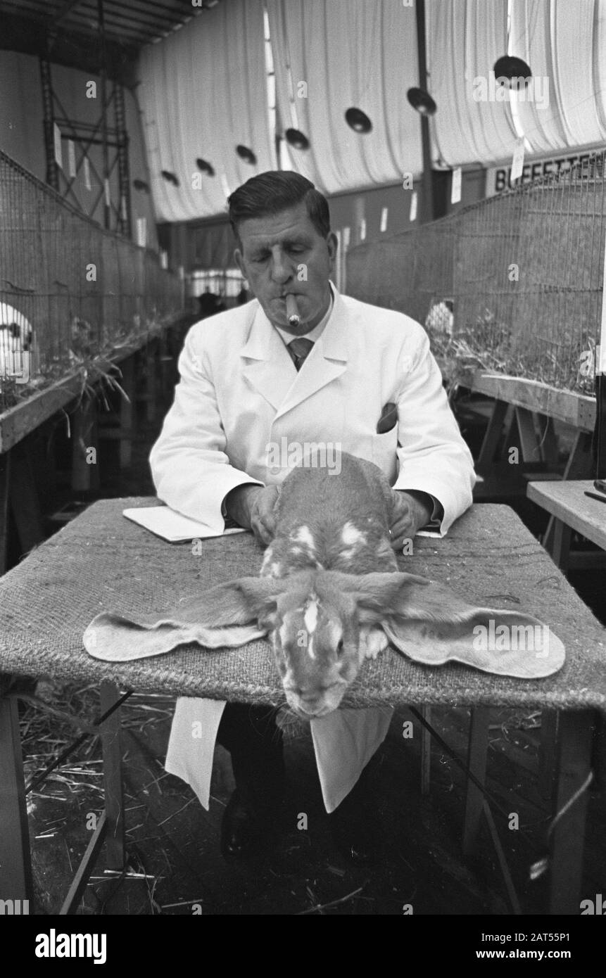 Savoa 1966, in Apollohal Amsterdam Richter mit Zigarre bewertet Kaninchen Datum: 16. November 1966 Ort: Amsterdam, Noord-Holland Schlüsselwörter: Messen, Tiere, Kaninchen Institutionenname: Apollohal, Savoa Stockfoto