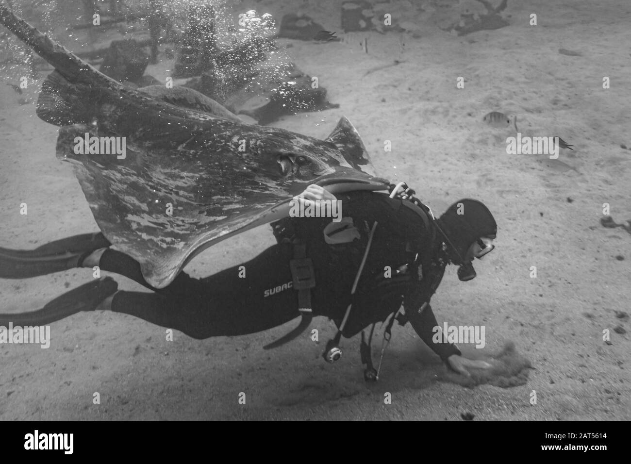 Taucher unter Wasser füttern Fisch Stachelgrau Stockfoto