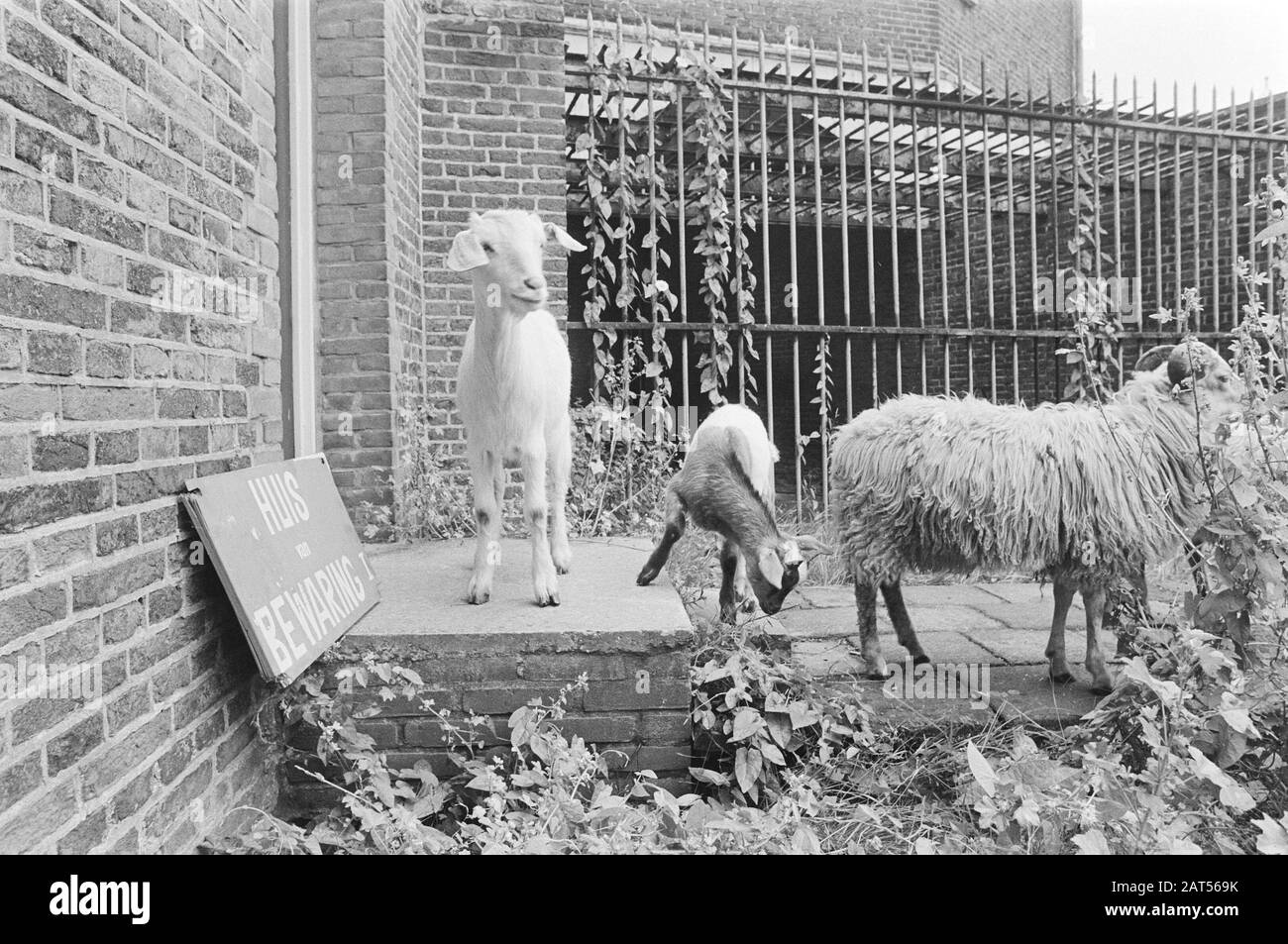 Streichelfarm in einem ehemaligen Haus Des Schutzes in Amsterdam; Stockfoto