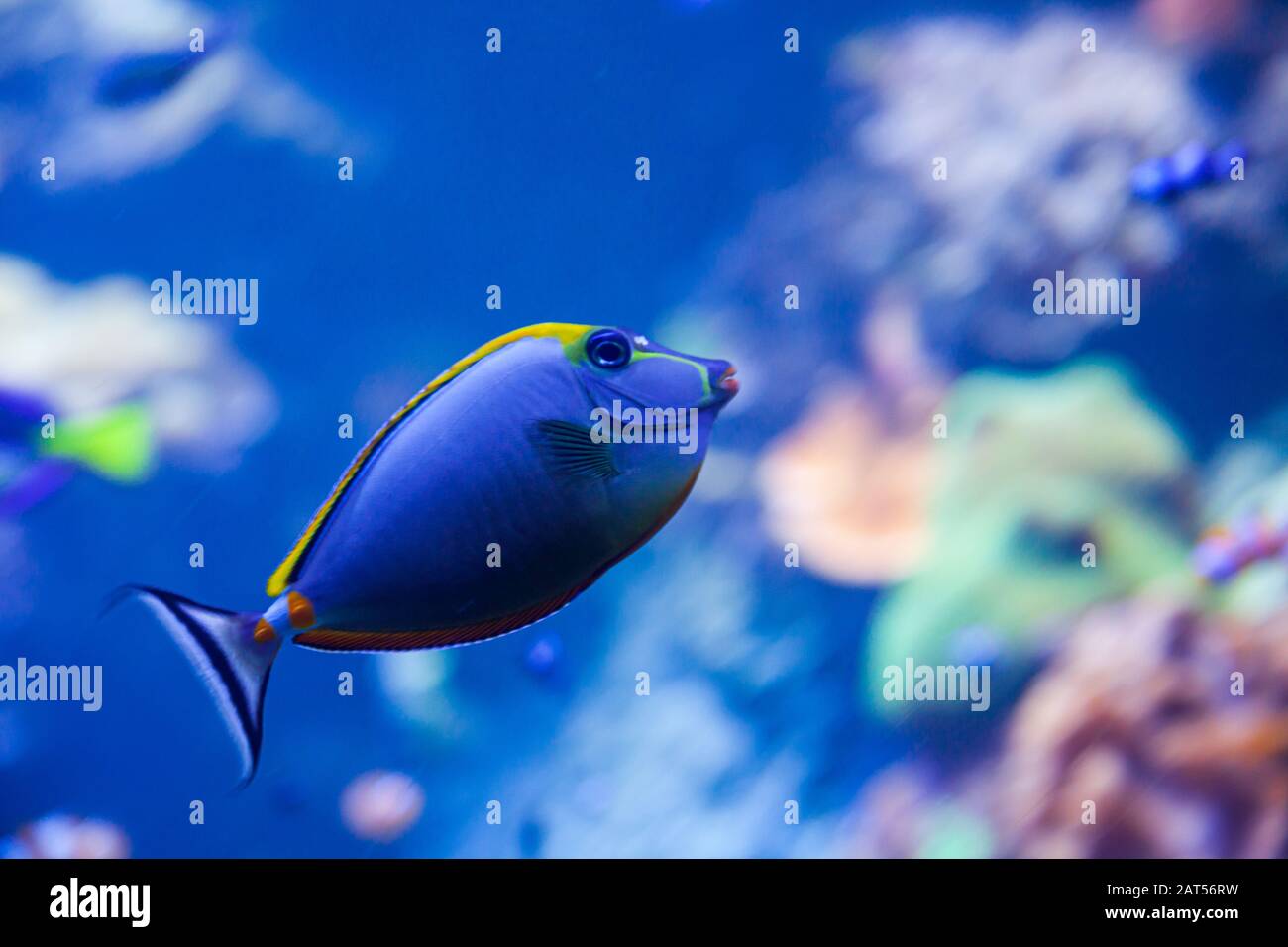 Pulverblauer Surgeonfish im Aquarium Stockfoto