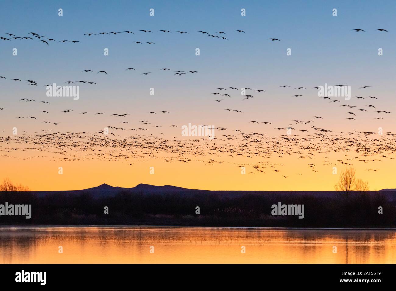Schneegänse (Chen caerulenscens) heben vom Teich im Bosque del Apache National Wildlife Refuge in New Mexico ab. Stockfoto