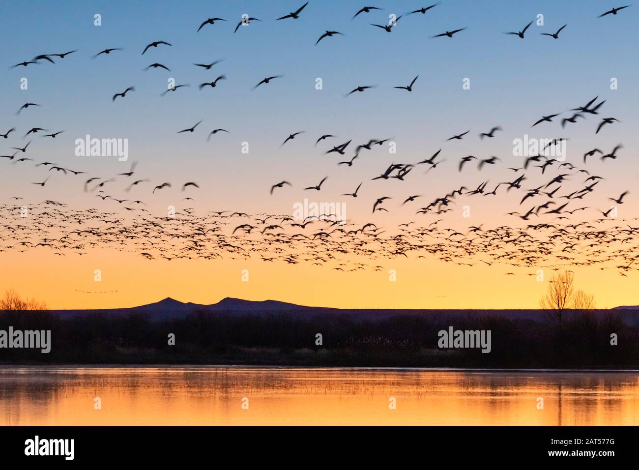 Schneegänse (Chen caerulenscens) heben vom Teich im Bosque del Apache National Wildlife Refuge in New Mexico ab. Stockfoto