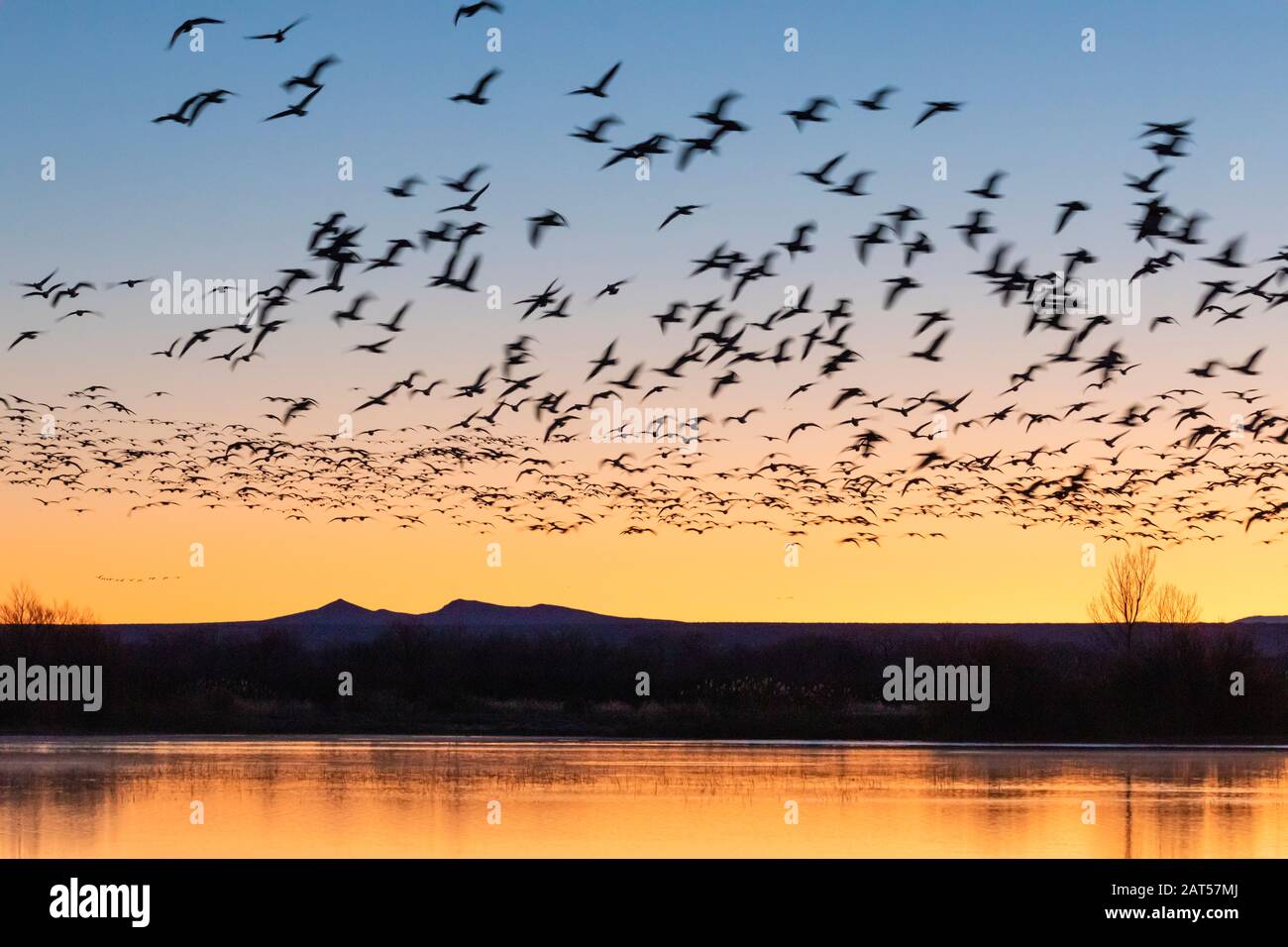 Schneegänse (Chen caerulenscens) heben vom Teich im Bosque del Apache National Wildlife Refuge in New Mexico ab. Stockfoto
