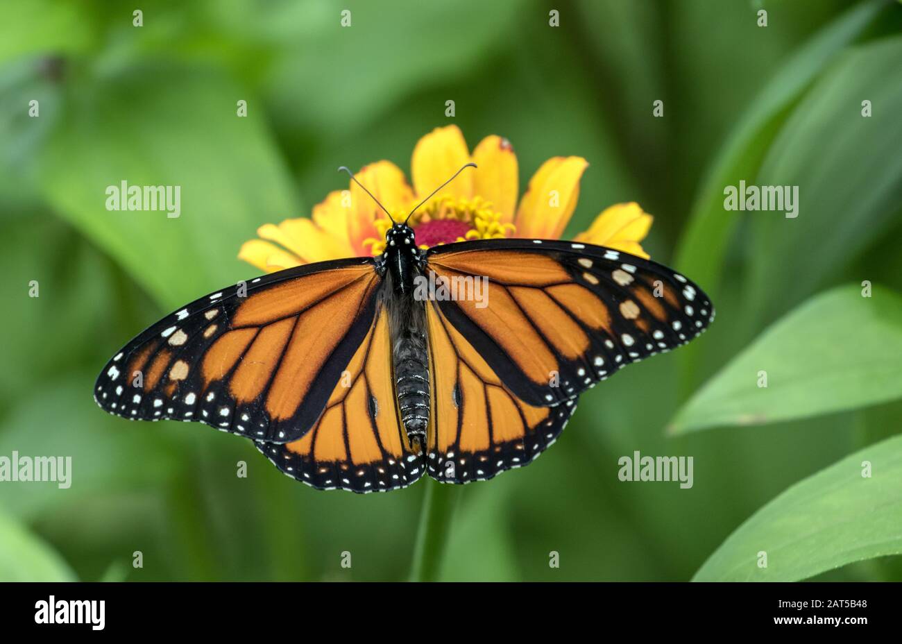 Nahaufnahme von Monarch Butterfly ( Danaus Plexippus) mit offenen Flügeln, die sich von Nektar aus gelber Blüte in Kanada ernähren Stockfoto