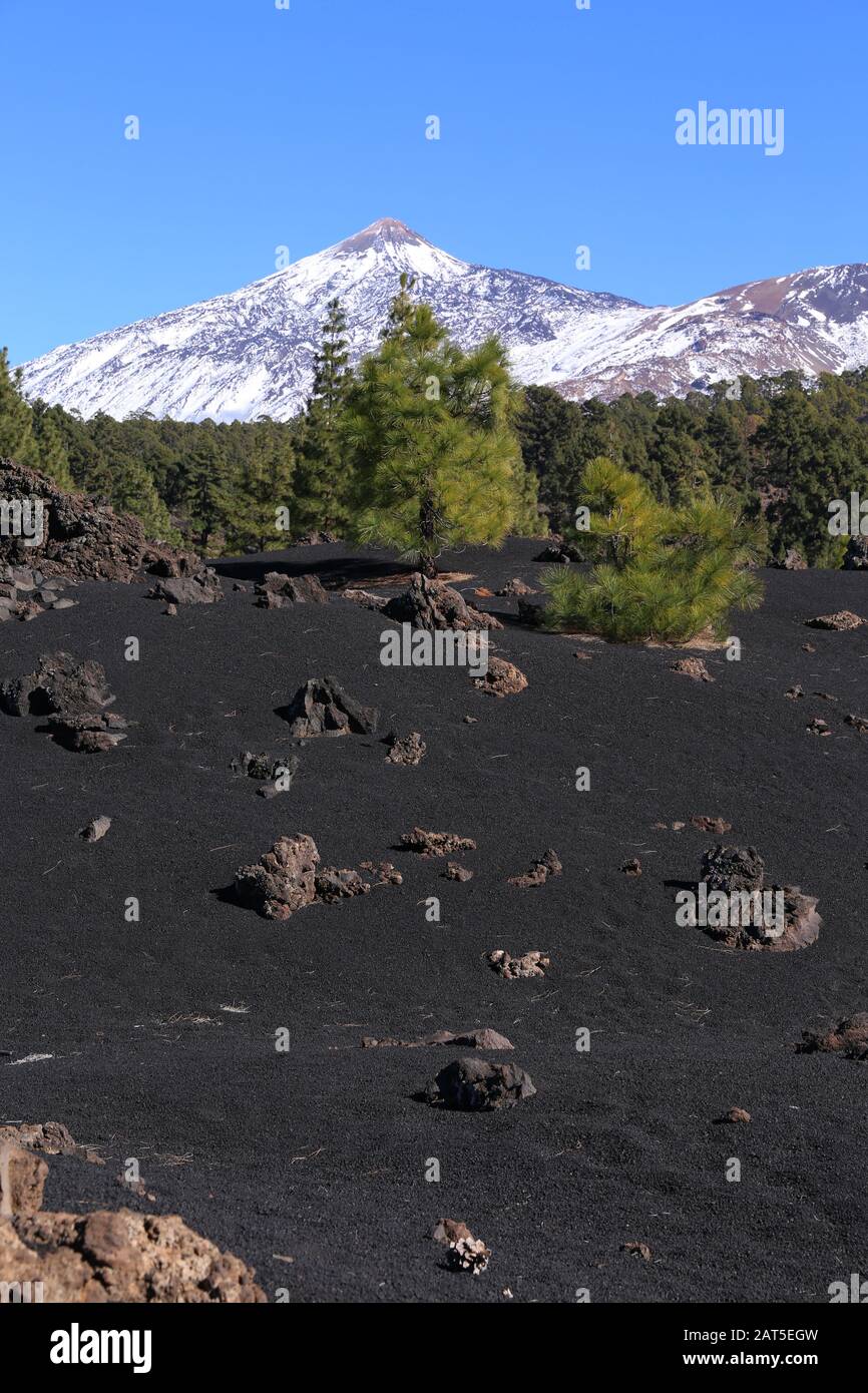 Schwarze Vulkanfelder mit Kiefern. Chinyero, Insel von Tenera, Spanien, und eine schöne Aussicht auf den verschneiten Teide Stockfoto