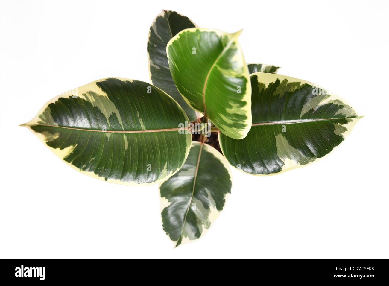 Draufsicht ber exotische Gummibaum-Pflanzen "Ficus Elastica Variegata" in  Blumentopf auf weiem Grund Stockfotografie - Alamy