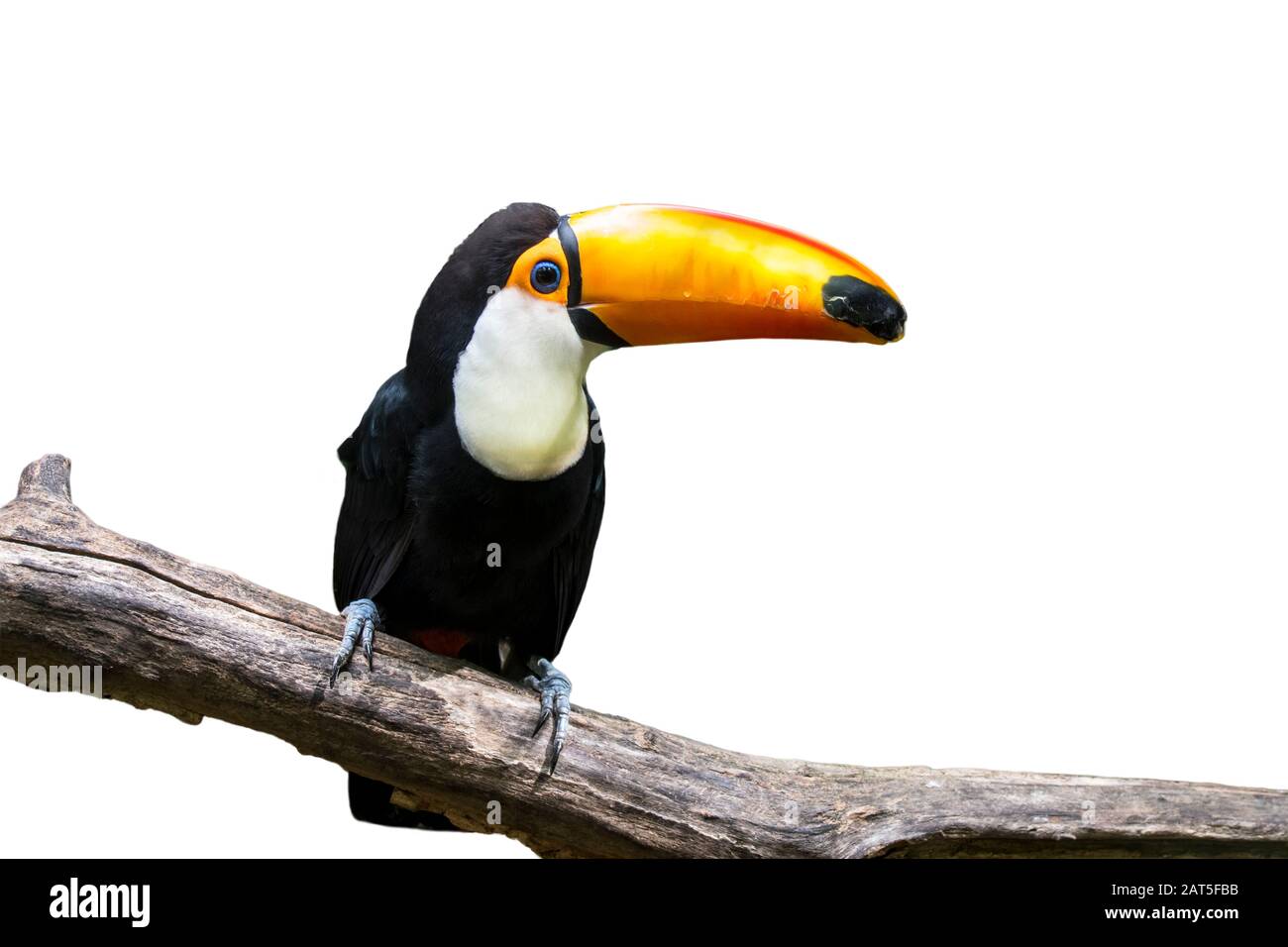 Toco toucan / gigantische toucan (Ramphastos toco) in Baum vor weißem Hintergrund Stockfoto