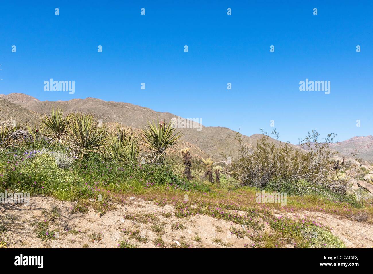Südwestliche Wüstenlandschaft mit Wüstenpflanzen im Frühling, Camping, Wandern und Abenteuer im Frühling in amerikanischer Deset-Landschaft Stockfoto