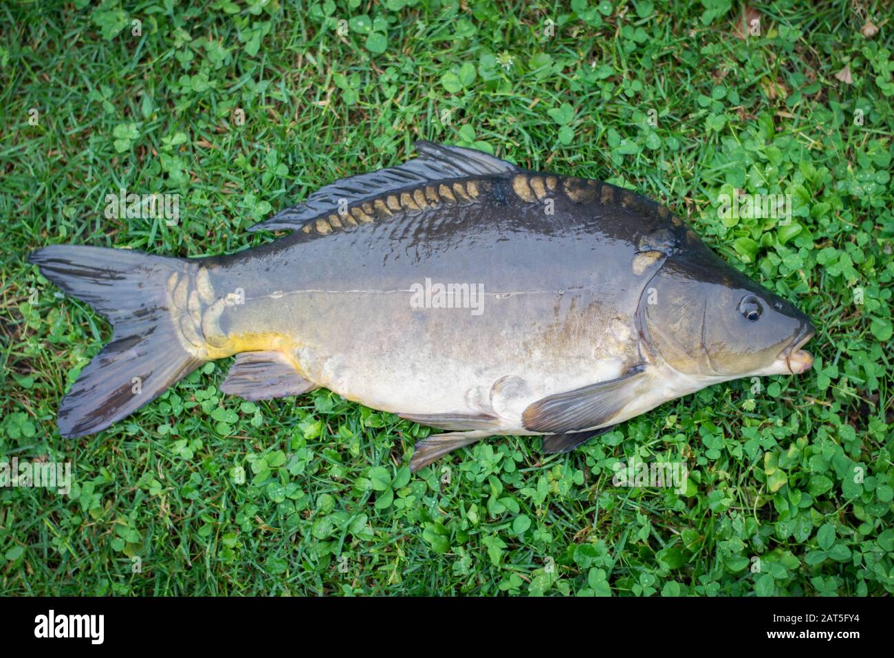 Grasfressender karpfen -Fotos und -Bildmaterial in hoher Auflösung – Alamy