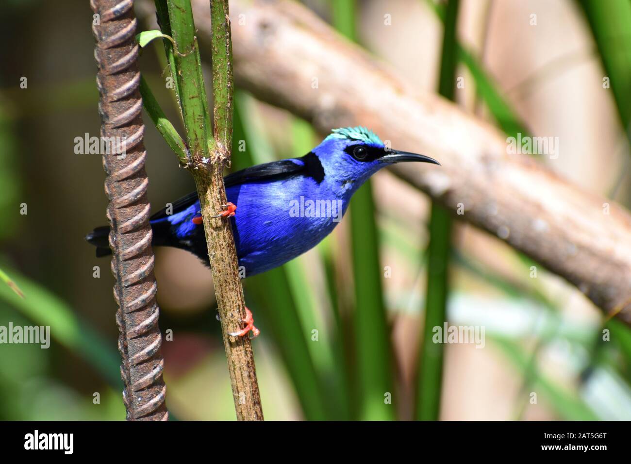 Rot-beinige Honigfresser im Tenorio Volcano National Park, Costa Rica Stockfoto