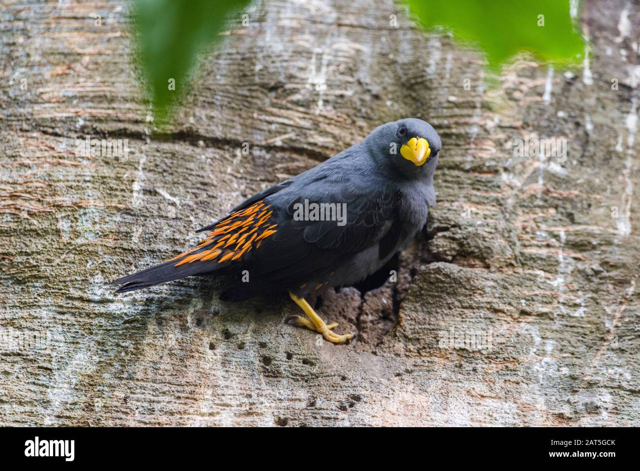 schwarzer-vogel-mit-gelbem-schnabel-fotos-und-bildmaterial-in-hoher