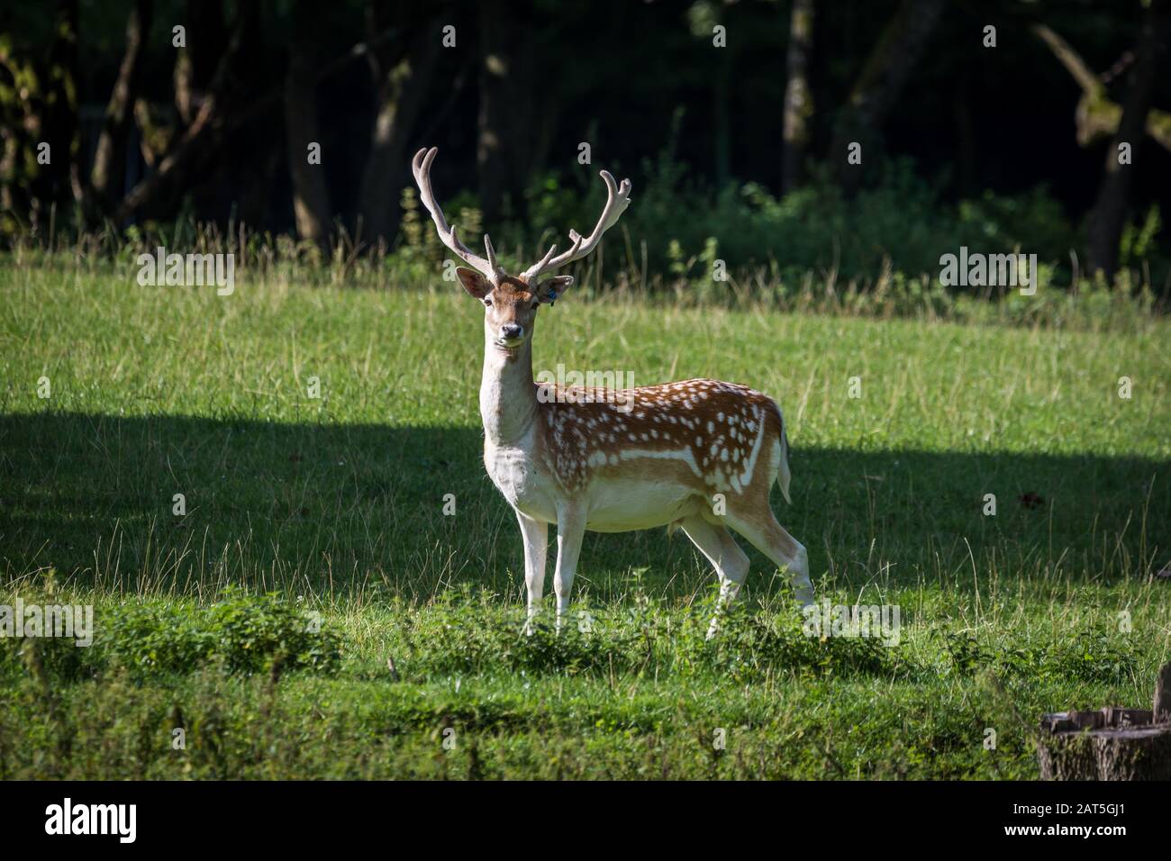 Fallow Deer Male (Dama dama) auf Meadow Stockfoto